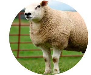 Порода овец Тексель