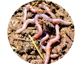 Выращивание дождевых червей в саду и в квартире